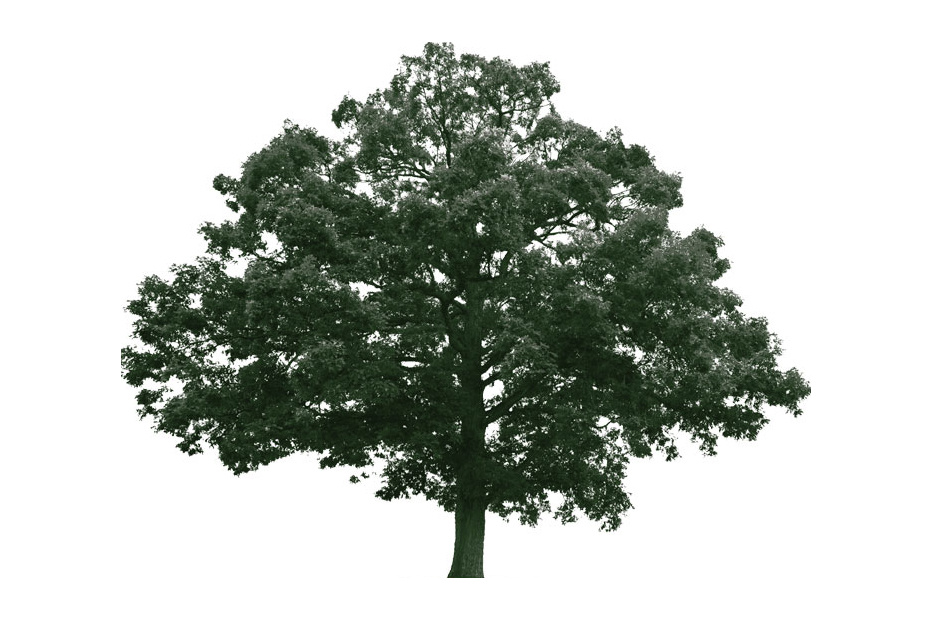 European Oak