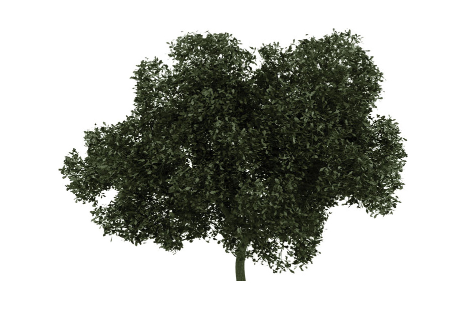 American White Oak